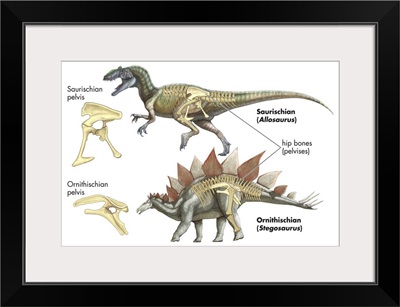 Comparing Saurischian and Ornithischian Pelvises