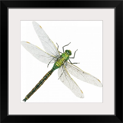 Green Darner - Female (Anax Junius), Dragonfly