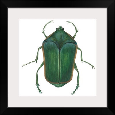 Green June Beetle (Cotinus Nitida)
