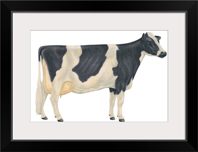 Holstein-Friesian Cow, Dairy Cattle