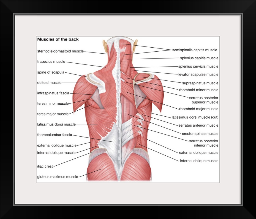 Muscles of the back - posterior view