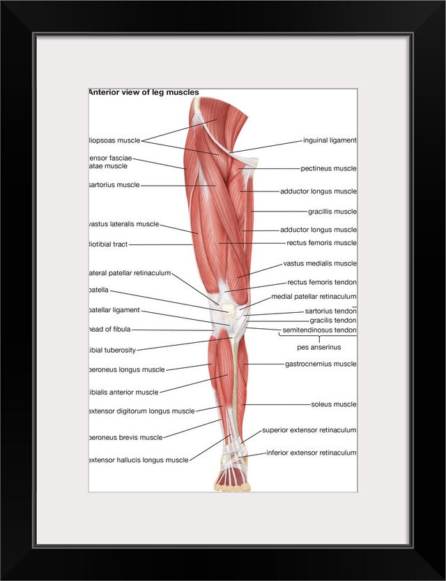 Muscles of the leg - anterior view