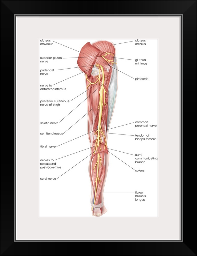 Nerves of the right leg - posterior view. nervous system