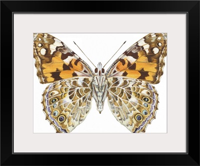 Painted Lady Butterfly - Underside (Vanessa Virginiensis), American Painted Lady