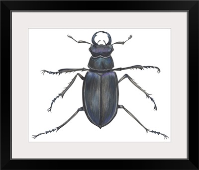 Stag Beetle (Lucanus Capreolus)