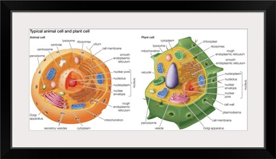 Typical Animal Cell and Plant Cell