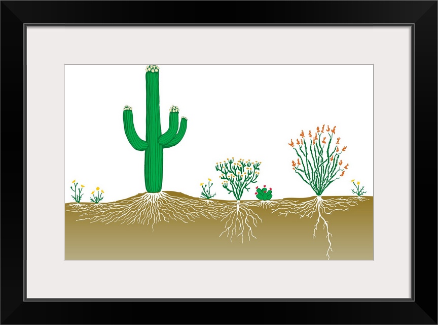 Vegetation Profile Of A Desert