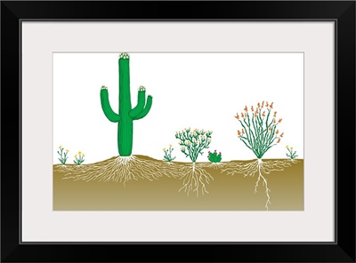 Vegetation Profile Of A Desert