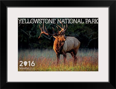 Elk, Yellowstone National Park, Wyoming