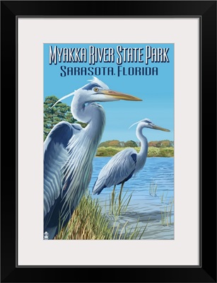 Great Blue Herons, Myakka River State Park, Sarasota, Florida