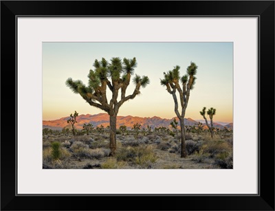 Joshua Tree National Park At Sunset