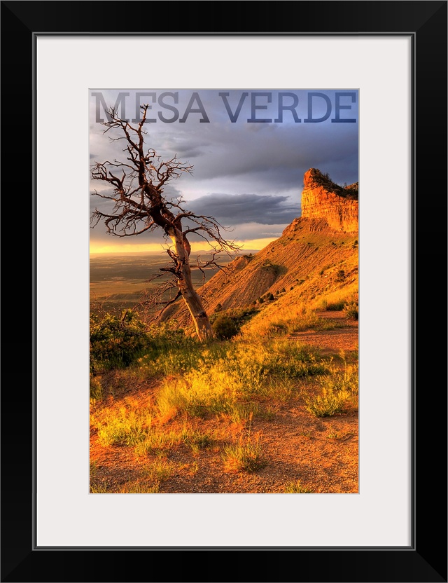 Mesa Verde National Park, Colorado - Lone Tree Photograph