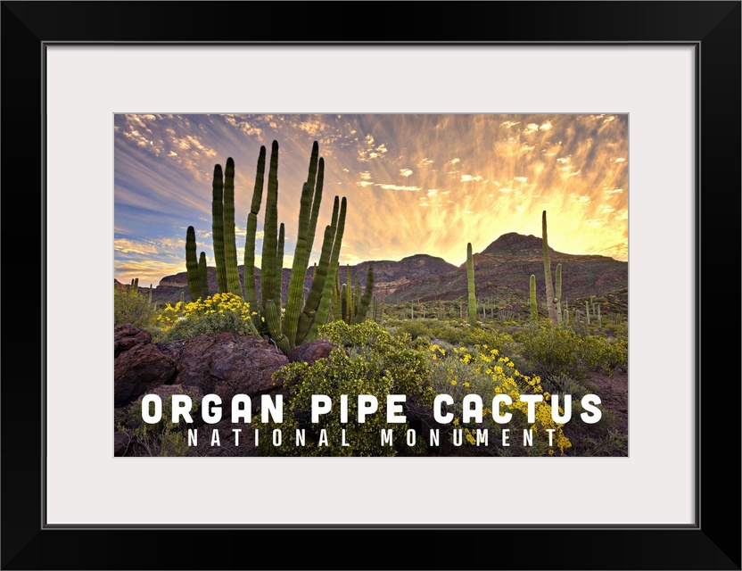 Organ Pipe Cactus National Monument, Arizona - Sunrise