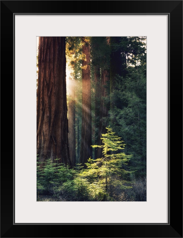 Redwood National Park, California - Sunlit Trees