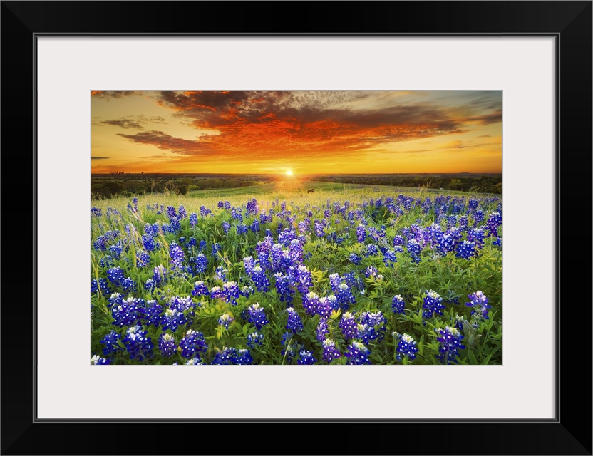 Texas Bluebonnet Flower Field & Sunset