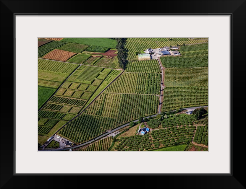 Apple Orchards, Loughgall, Great Britain, UK