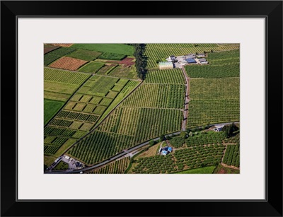 Apple Orchards, Loughgall, Great Britain, UK