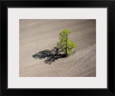 Lonely Tree, Richmond, Canada - Aerial Photograph