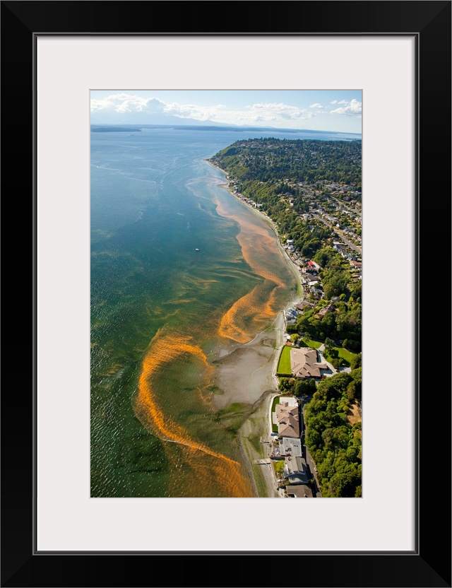 aerial photo of red tide blooms along the Puget Sound shoreline in the Normandy Park area south of Seattle