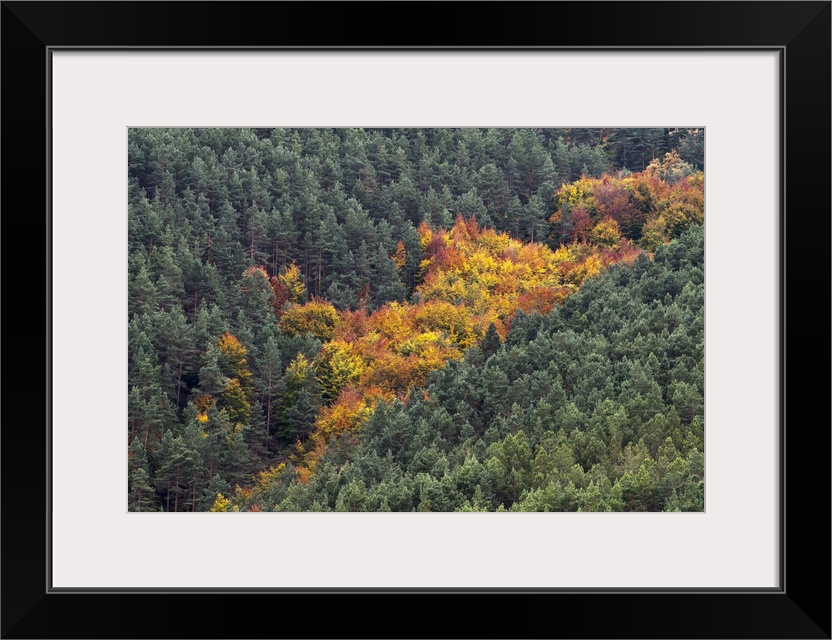A photograph of a small patch of tree in dense forest starting to change their seasonal colors.