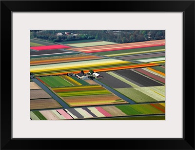 Tulips Fields, Lisse, Holland - Aerial Photograph