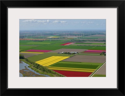 Tulips Fields, Zeewolde - Aerial Photograph