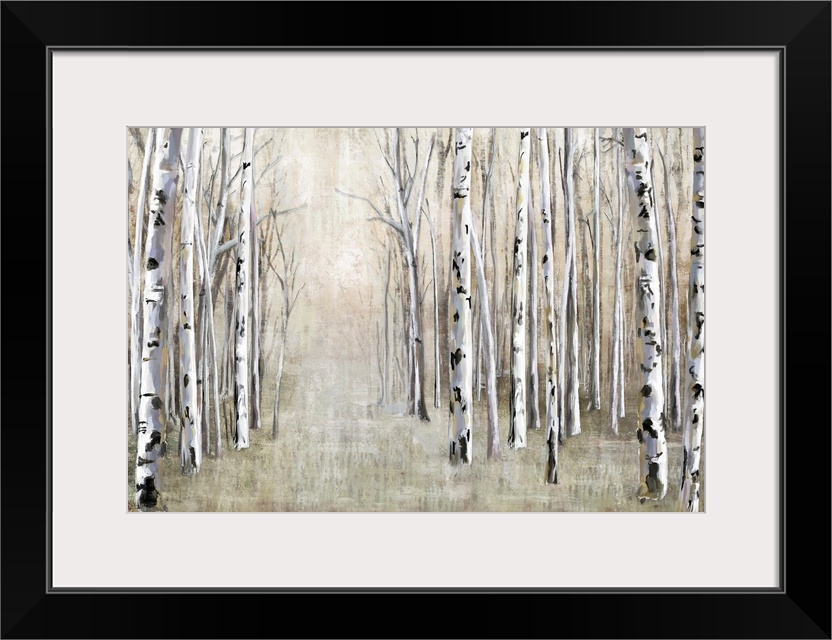 Birch Tree Path