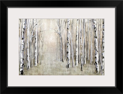 Birch Tree Path