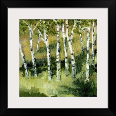 Birch Trees