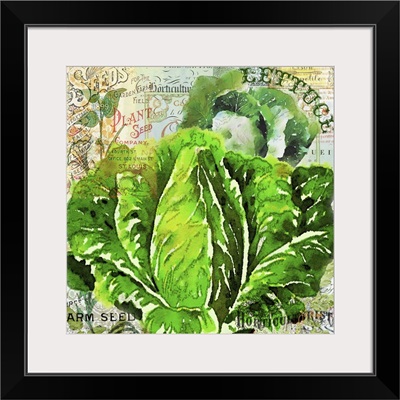 Green Grocer Lettuce