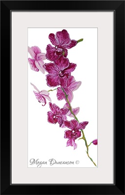 Pink Orchid I