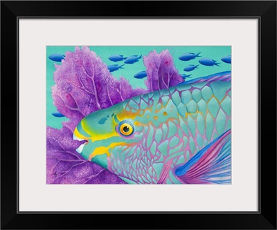 Parrotfish