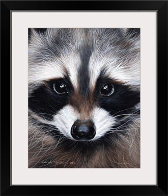 Raccoon Portrait