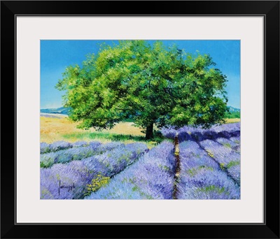 Tree And Lavenders