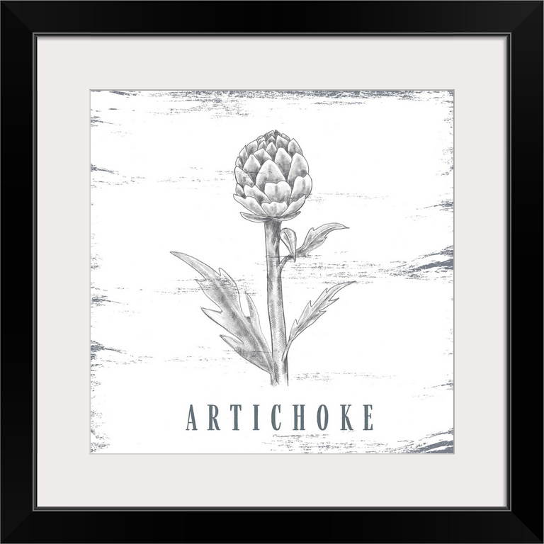 Artichoke Sketch