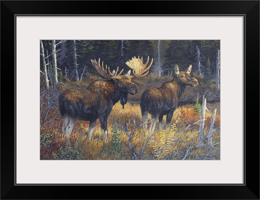 Contemporary artwork of a moose bull and cow walking together in a forest in the fall.