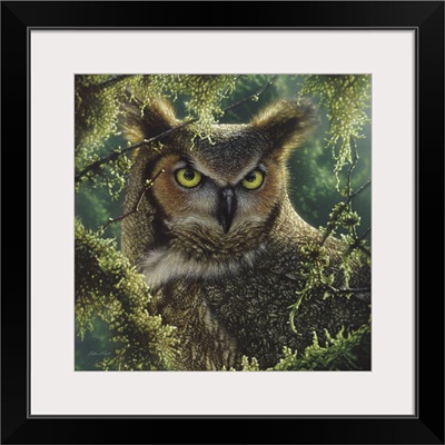Great Horned Owl - Watching and Waiting