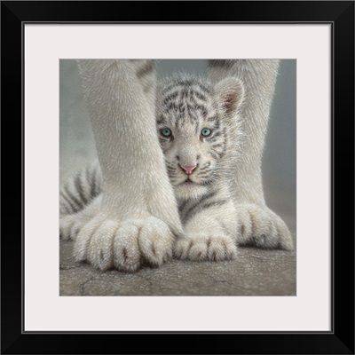 White Tiger Cub - Sheltered