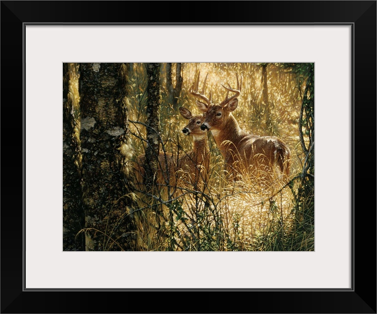 Whitetail Deer - A Golden Moment - Horizontal