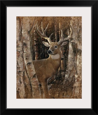 Whitetail Deer - Birchwood Buck