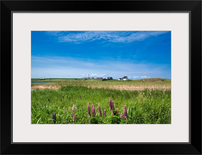 Canada, Prince Edward Island: wild flowers, Lupinus.