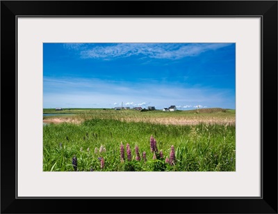 Canada, Prince Edward Island: Wild Flowers, Lupinus