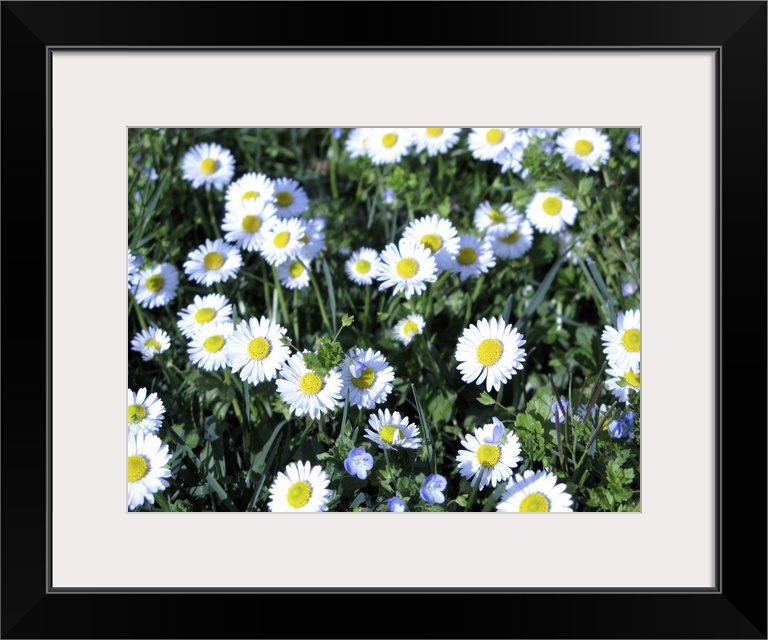 daisies in the field