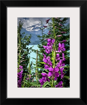 Italy, Stelvio National Park, Flowers And Val Martello Lake