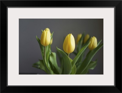 Yellow tulips kept in a vase
