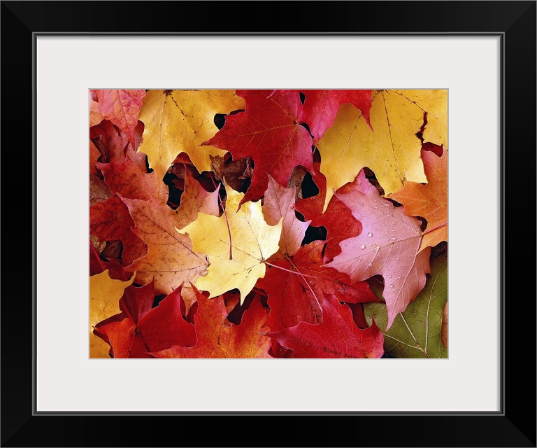 A large piece of a photograph of autumn maple leaves scattered on the ground.
