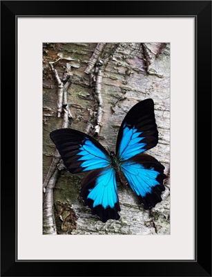 Blue Butterfly on Birch