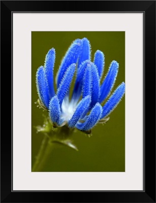 Blue Thistle Wild Flower