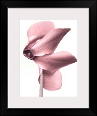 Cyclamen