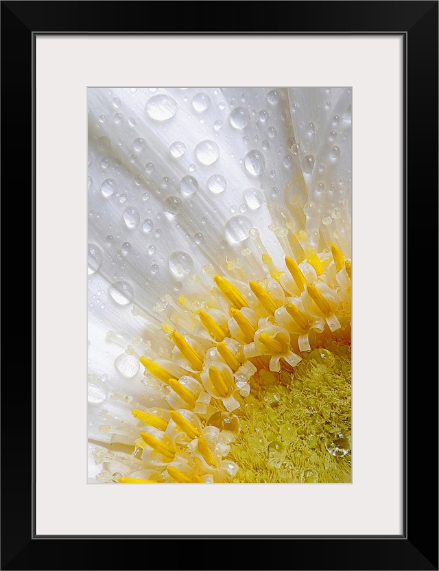 Giant photograph focuses on an intense close-up of a flower covered with rain drops.